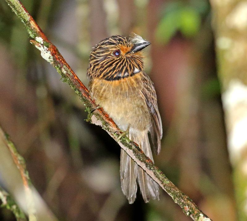 Crescent-chested Puffbird_4191.jpg