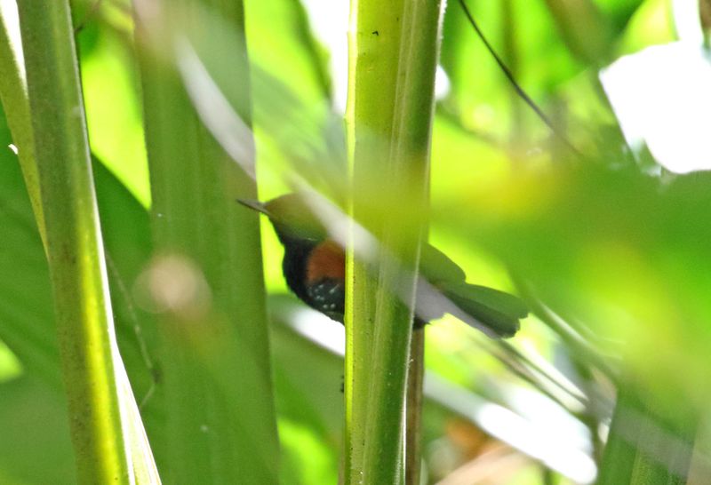 Black-hooded Antwren - male_5974.jpg