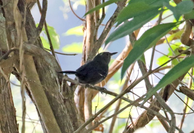 Matto Grosso Antbird - male_0799.jpg