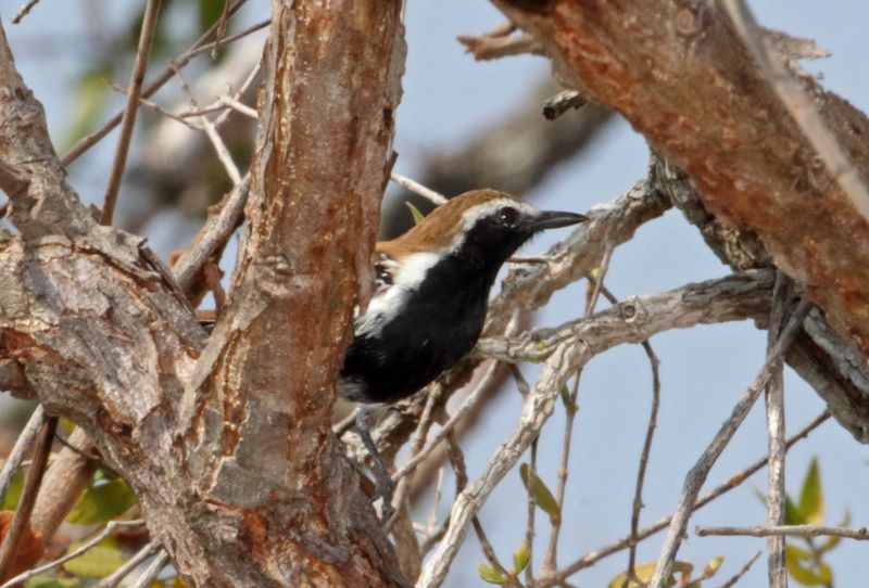 Rusty-backed Antwren - male_2877.jpg