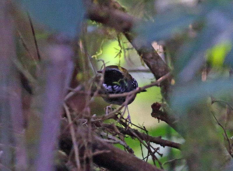 Squamate Antbird - male_5203.jpg