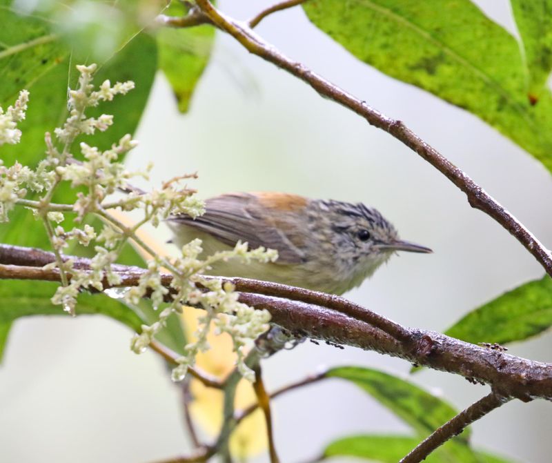 Streak-capped Antwren - female_3125.jpg
