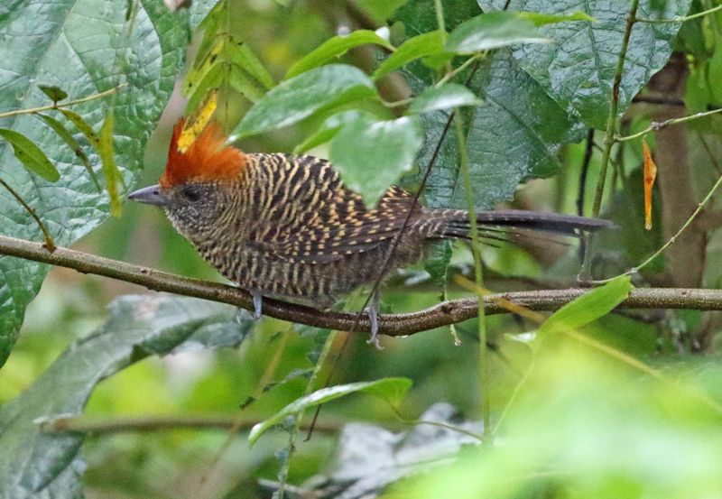 Tufted Antshrike - female_3606.jpg