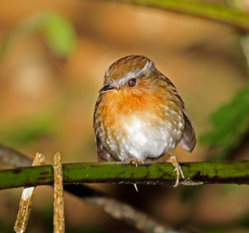 Rufous Gnateater - male_4244.jpg