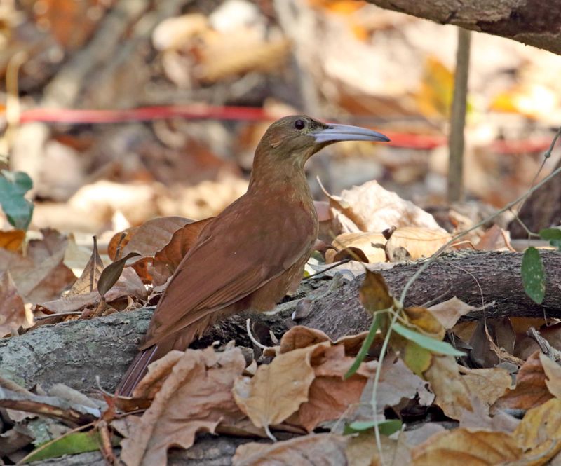 Great Rufous Woodcreeper_2298.jpg