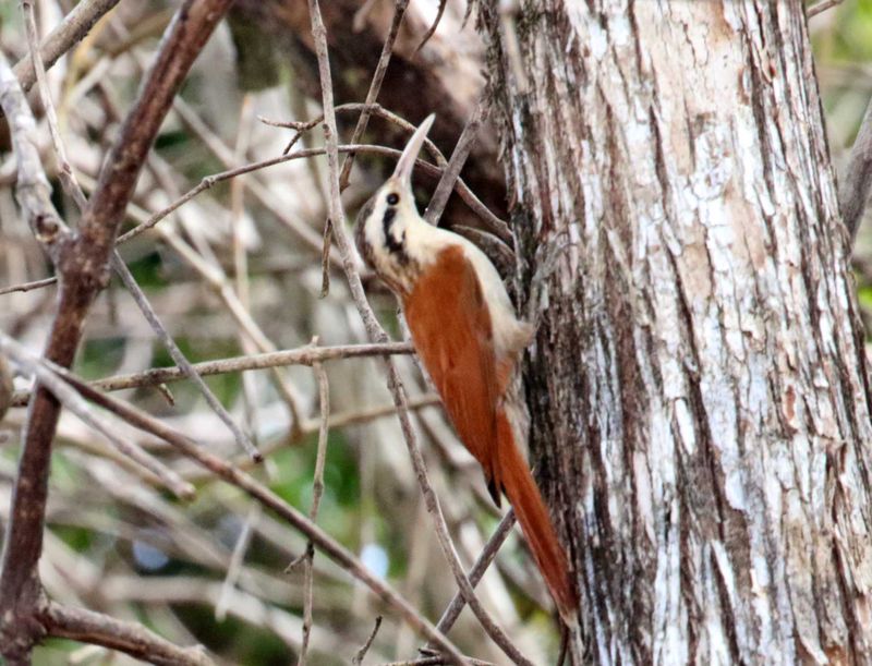 Narrow-billed Woodcreeper_1458.jpg