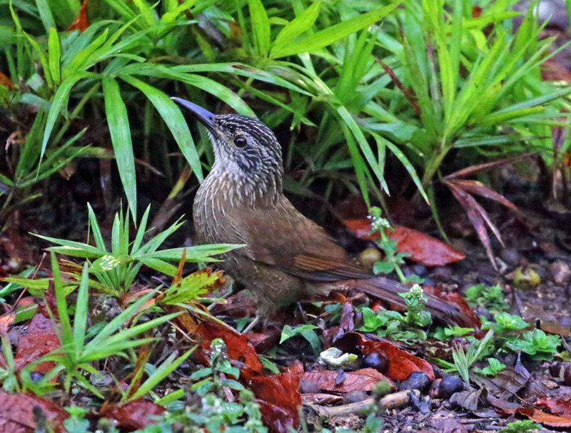 White-throated Woodcreeper_3495.jpg