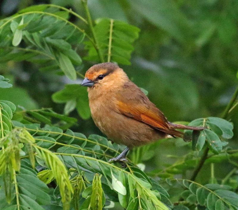 Buff-browed Foliage-gleaner_3526.jpg