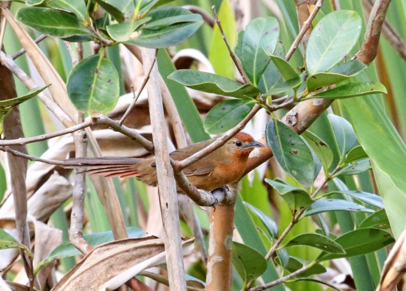 Orange-breasted Thornbird_4810.jpg