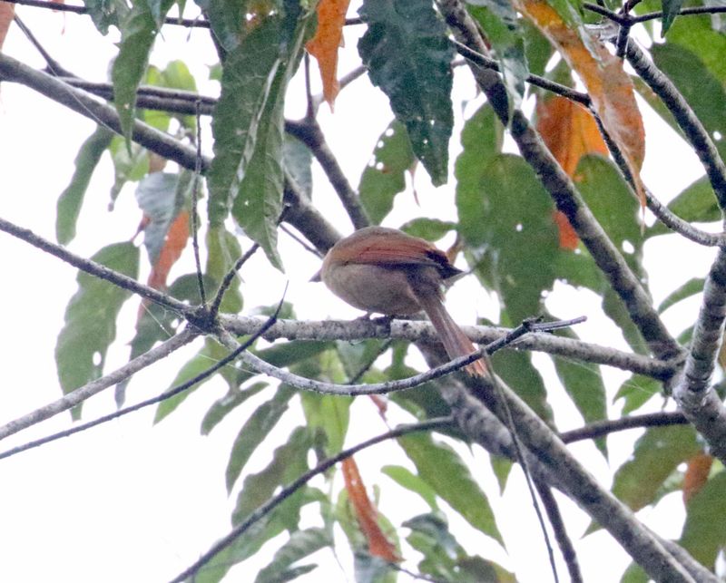 Pallid Spinetail_3675.jpg