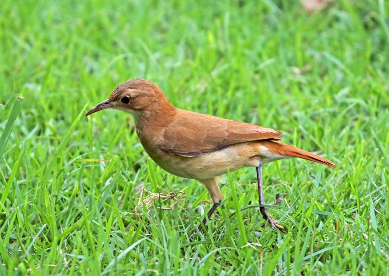 Rufous Hornero_7265.jpg