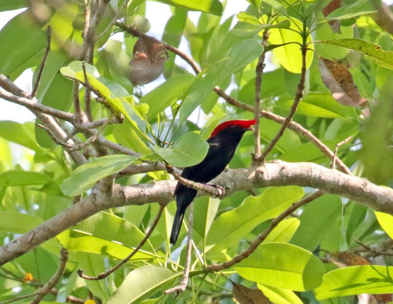 Helmeted Manakin - male_0855.jpg