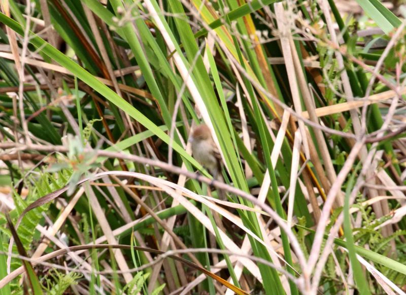 Bran-colored Flycatcher_6301.jpg