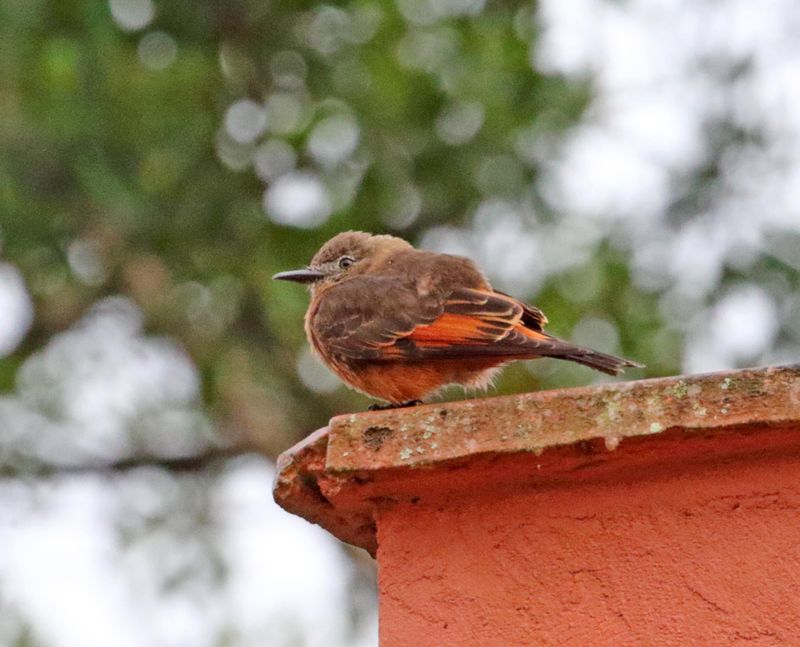 Cliff Flycatcher_3727.jpg