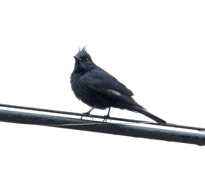 Crested Black Tyrant_5846.jpg