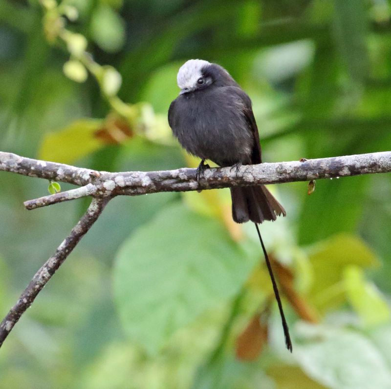 Long-tailed Tyrant_3749.jpg