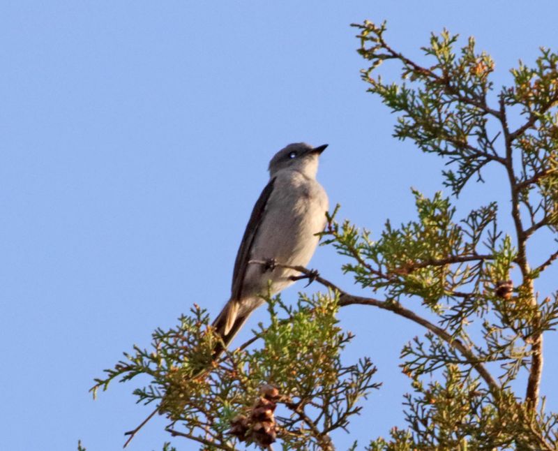 Shear-tailed Grey Tyrant_5643.jpg