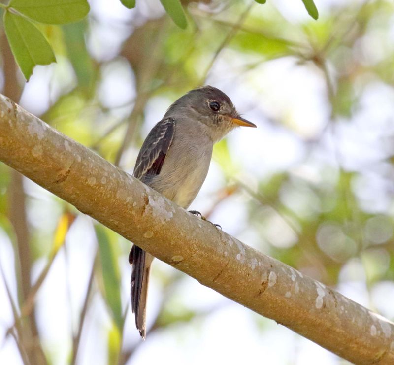 Southern Tropical Pewee_6034.jpg