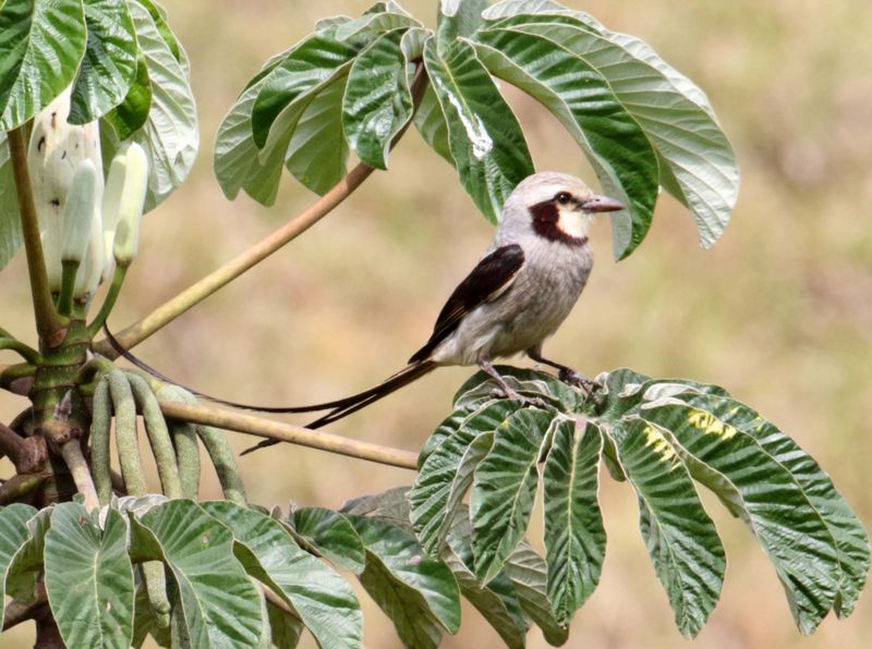 Streamer-tailed Tyrant_6200.jpg