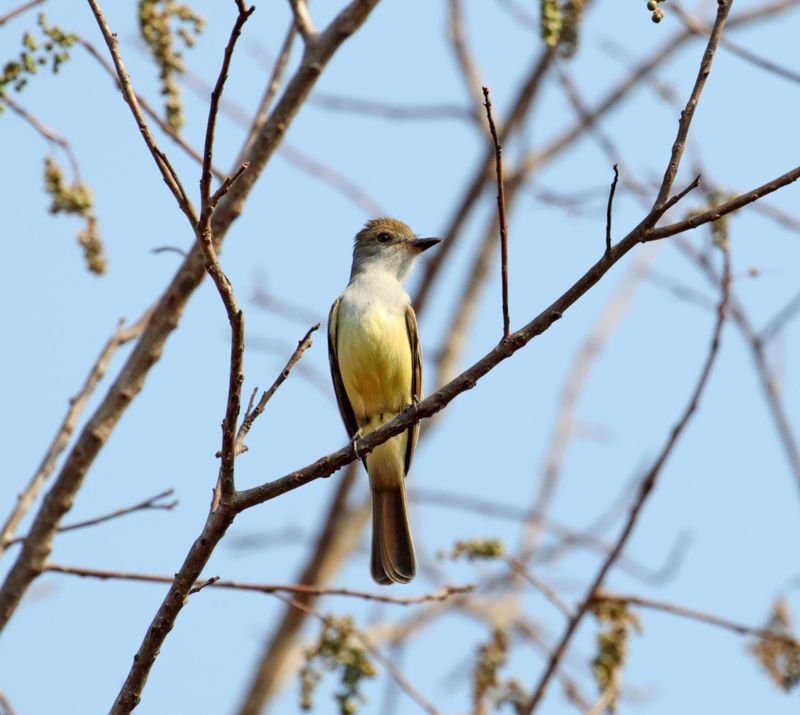 Swainsons Flycatcher_6848.jpg