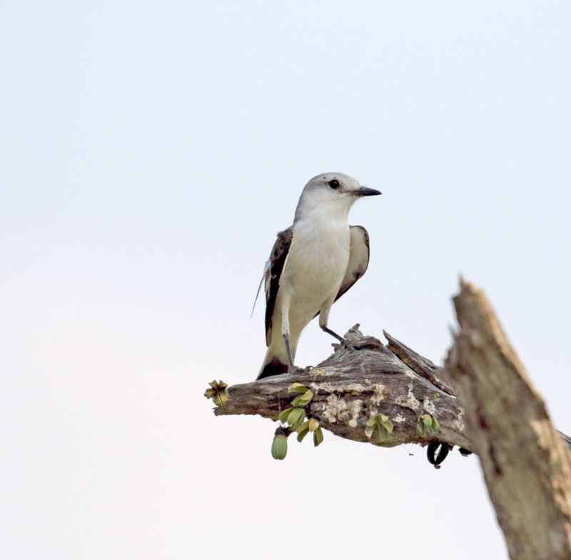 White-rumped Monjita_7405.jpg
