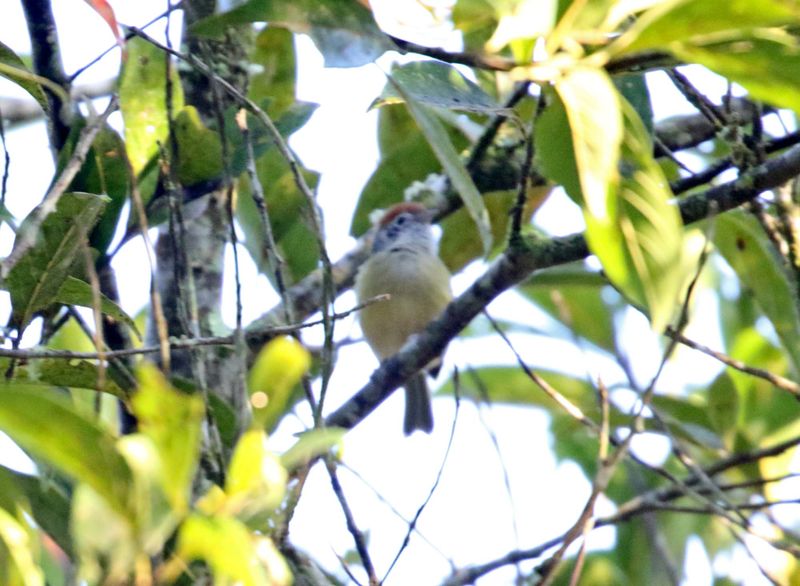 Rufous-crowned Greenlet_5166.jpg