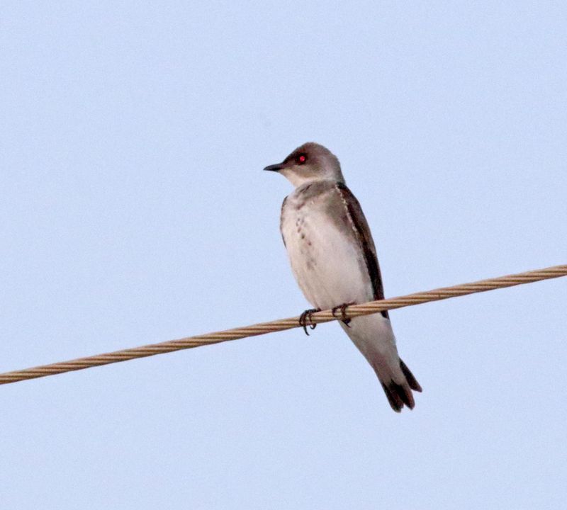 Grey-breasted Martin_8003.jpg