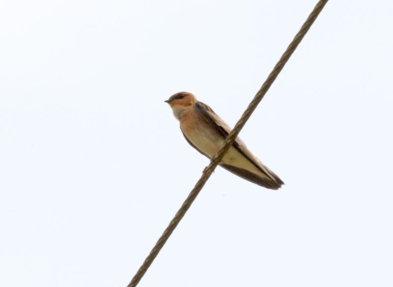 Tawny-headed Swallow_6278.jpg