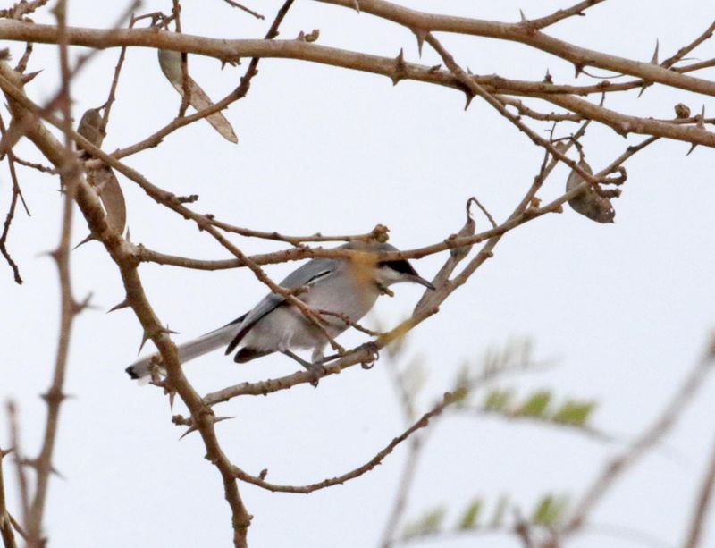 Masked Gnatcatcher_1838.jpg