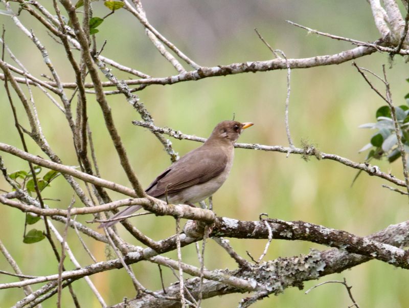 Creamy-bellied Thrush_6073.jpg