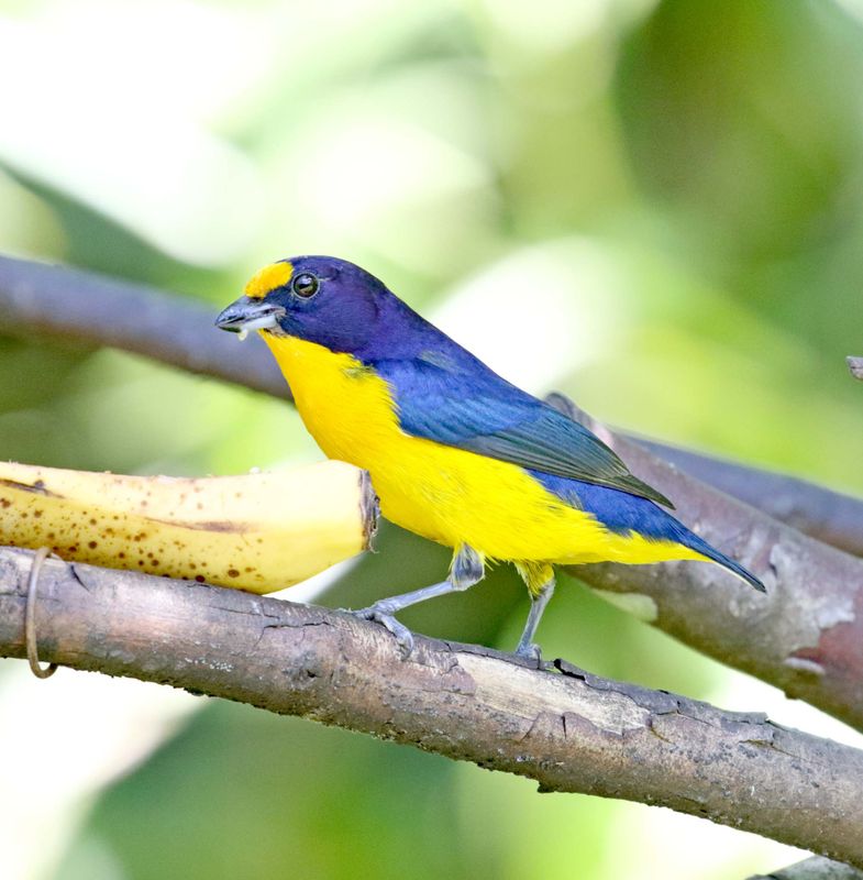 Violaceous Euphonia - male_4789.jpg