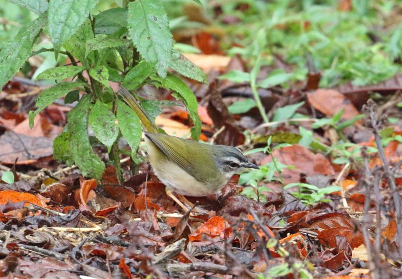 Riverbank Warbler_3863.jpg