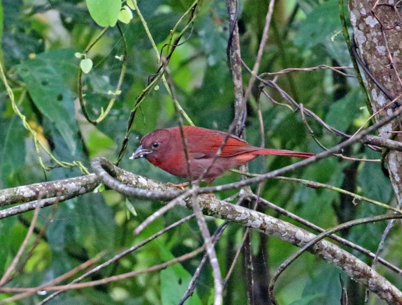 Red-crowned Ant Tanager - male_3653.jpg