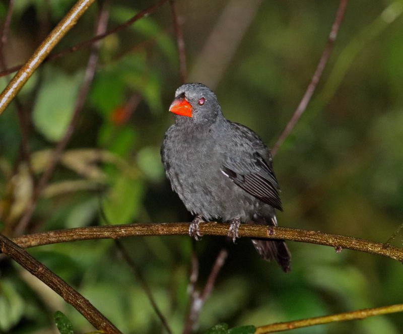 Black-throated Grosbeak_3509.jpg