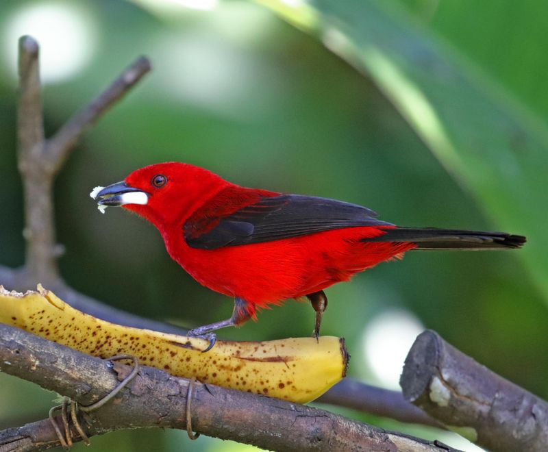 Brazilian Tanager - male_5110.jpg