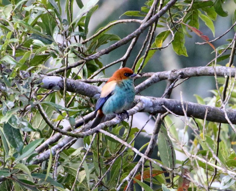 Chestnut-backed Tanager_4855.jpg