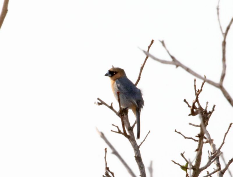Cinnamon Tanager_2750.jpg