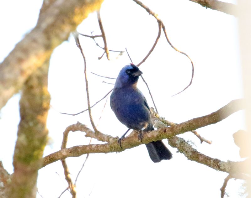 Diademed Tanager_5714.jpg