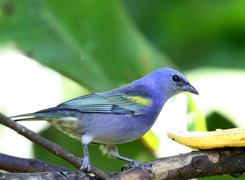 Golden-chevroned Tanager_4818.jpg