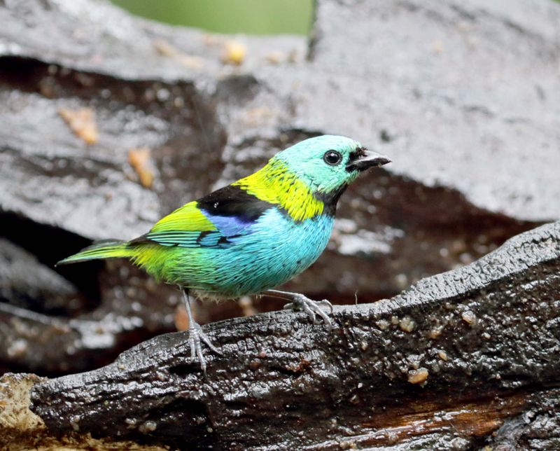 Green-headed Tanager_3016.jpg