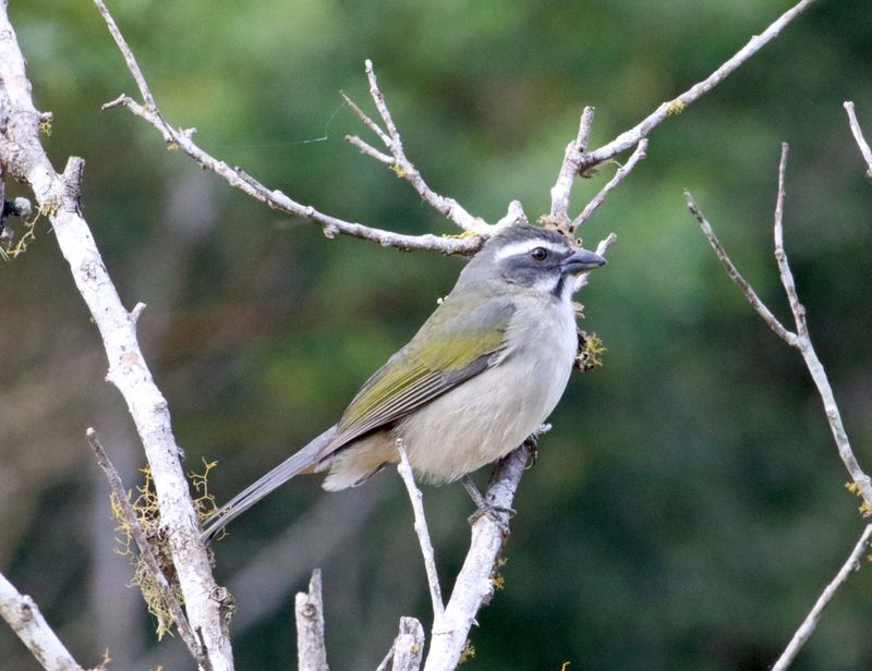 Green-winged Saltator_4846.jpg