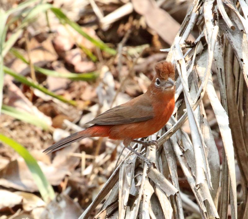 Red Pileated Finch - male_1563.jpg