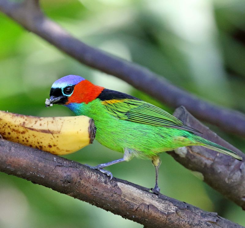 Red-necked Tanager_5508.jpg