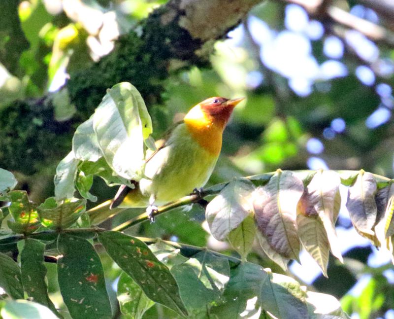 Rufous-headed Tanager - male_4561.jpg