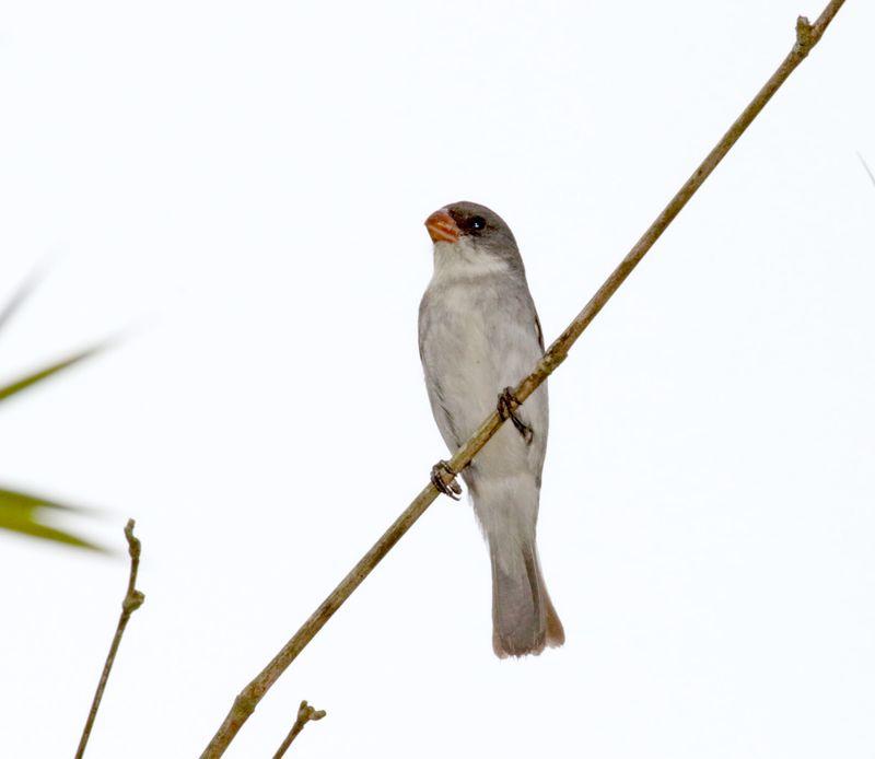 White-bellied Seedeater - male_6070.jpg