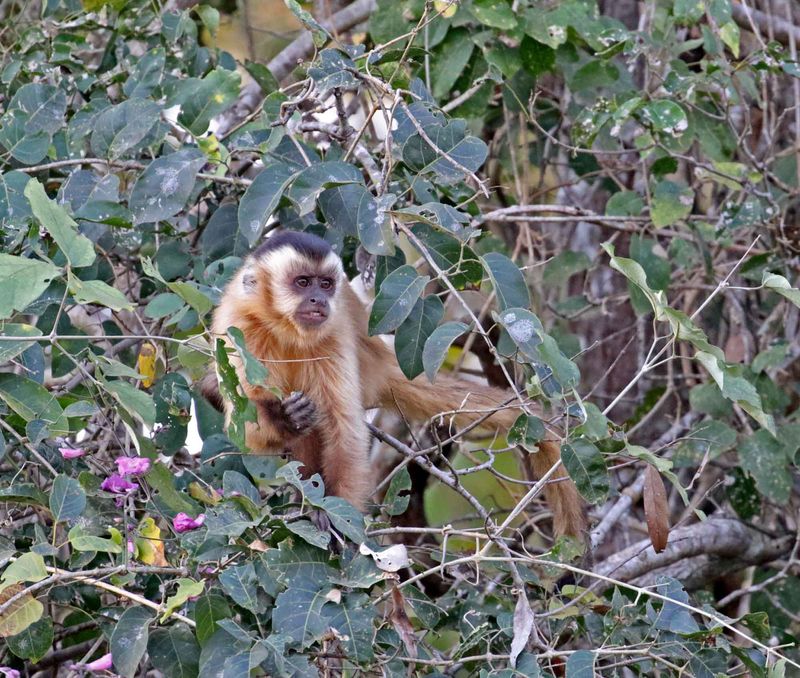Black-striped Capuchin_8760.jpg