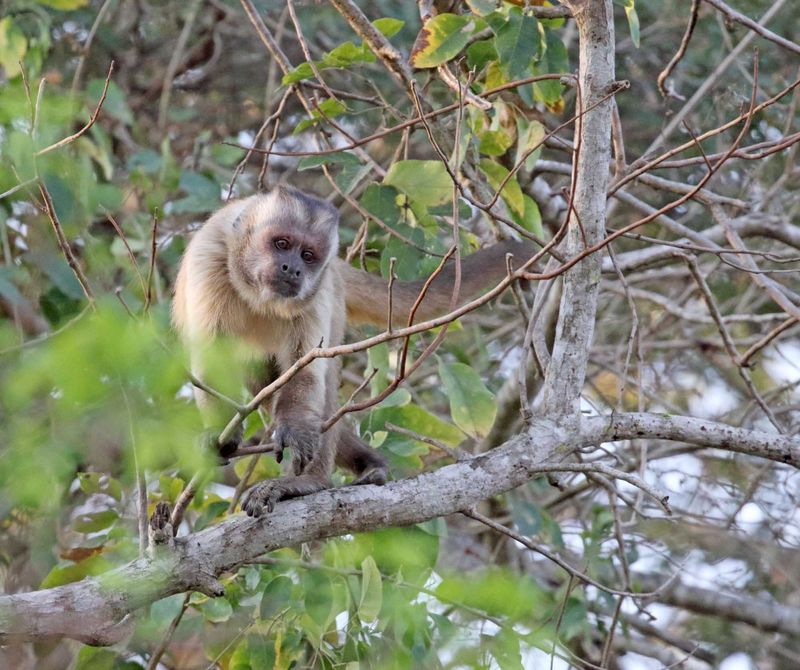 Black-striped Capuchin_8814.jpg