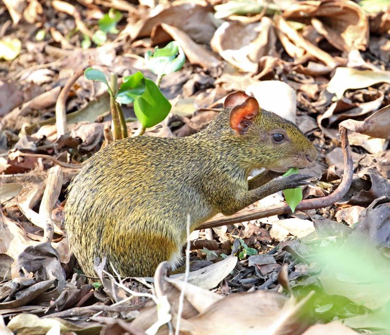 Azaras Agouti_1758.jpg