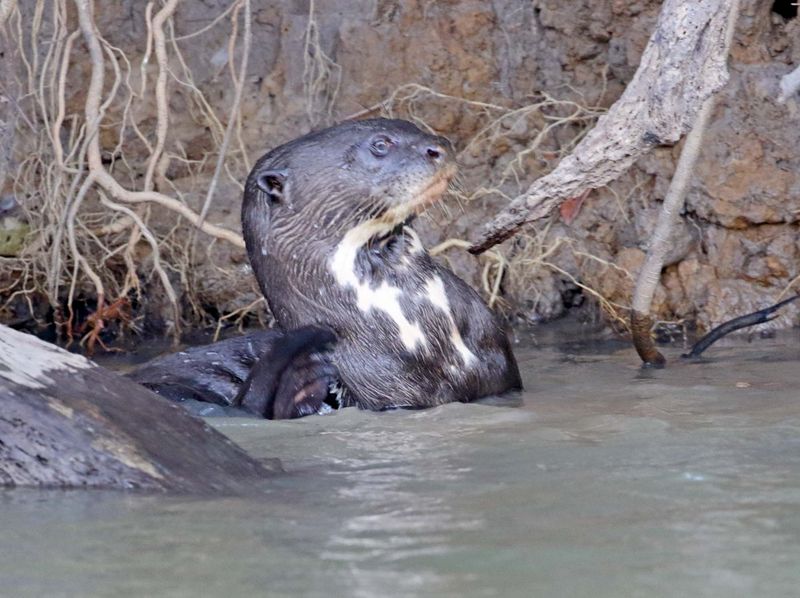 Giant Otter_9379.jpg