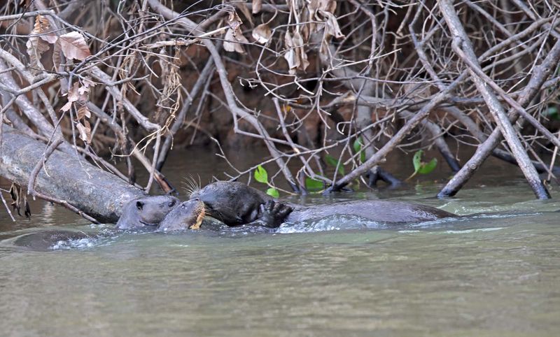 Giant Otter_2055.jpg